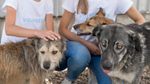 Animal Shelter Near Me